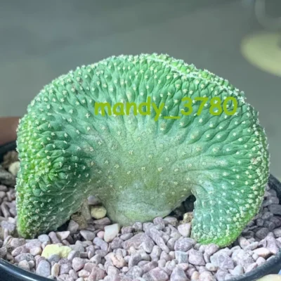 Strombocactus disciformis f. cristata Seedgrown RareSucculent Plant