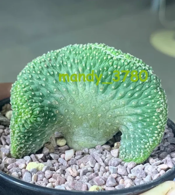 Strombocactus disciformis f. cristata Seedgrown RareSucculent Plant