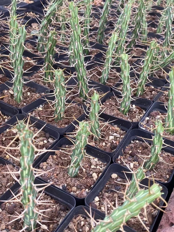 Raresucculent Plant Euphorbia Kalisana selfroot Garden Décor high 8CM