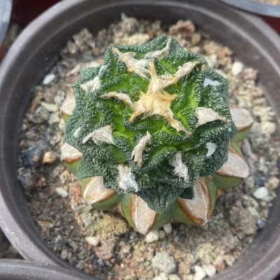 Ariocarpus hintonii Rarecactus succulent plant grafting (with base) 5-6cm