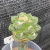 Ariocarpus retusus A·retusus CactusGrafted Succulent WYSIWYG 31