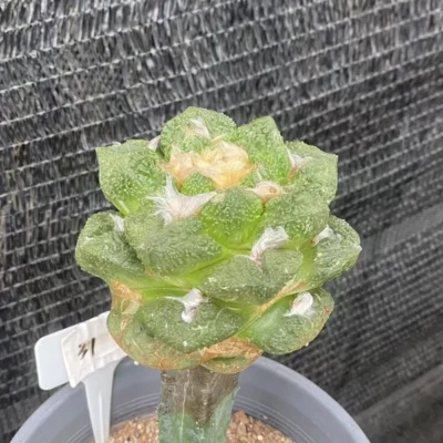 Ariocarpus retusus A·retusus CactusGrafted Succulent WYSIWYG 31