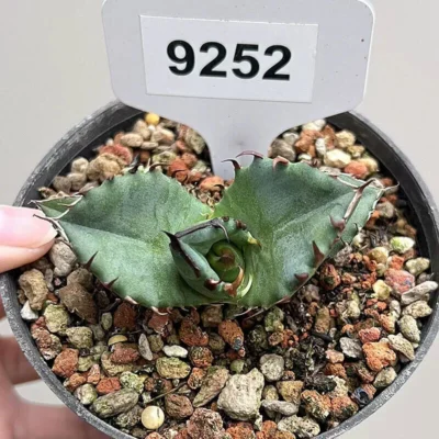 7cm Cactus Plants Agave Titanota Cupid Beautiful Cactus