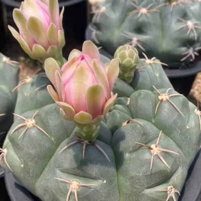 RareSucculent plant Gymnocalycium paraguayense Cactus seedgrowth 8-10CM