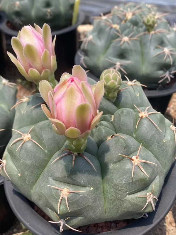 RareSucculent plant Gymnocalycium paraguayense Cactus seedgrowth 8-10CM