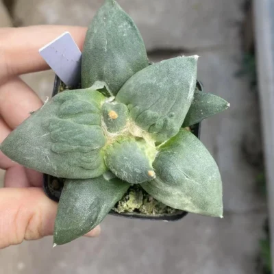 Rareplant Succulent Ariocarpus furfuraceus var. magnificus seedgrowth WYSIWYG3