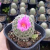 3-4CM RareSucculent Cacti Plant Mammillaria napina Cactaceae Home Garden