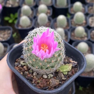 3-4CM RareSucculent Cacti Plant Mammillaria napina Cactaceae Home Garden