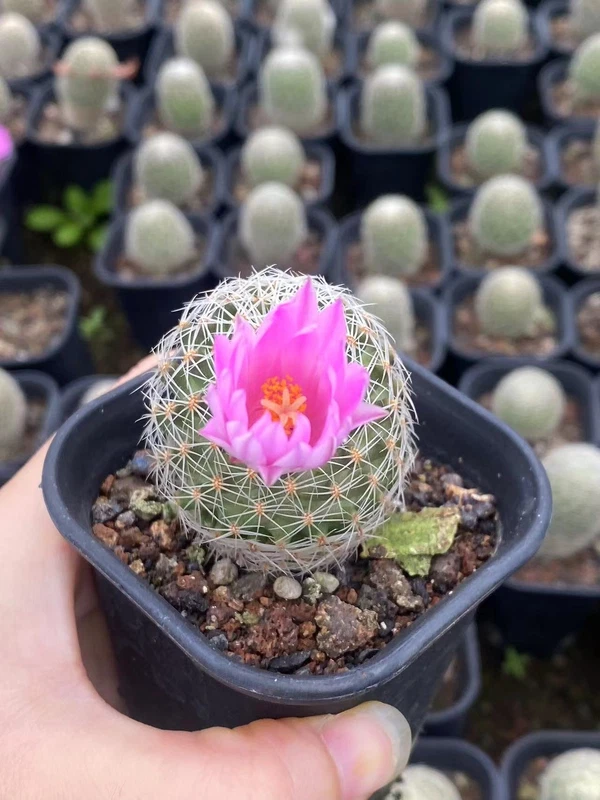 3-4CM RareSucculent Cacti Plant Mammillaria napina Cactaceae Home Garden