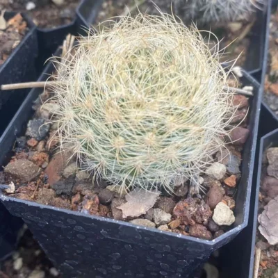 Neoporteria Raresucculents cactus plant Home Bonsai Decor flower plant