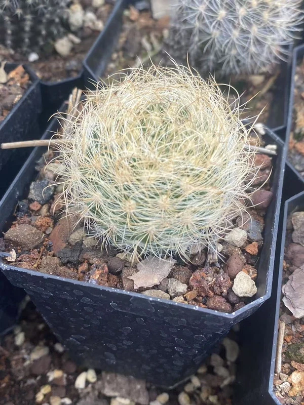 Neoporteria Raresucculents cactus plant Home Bonsai Decor flower plant