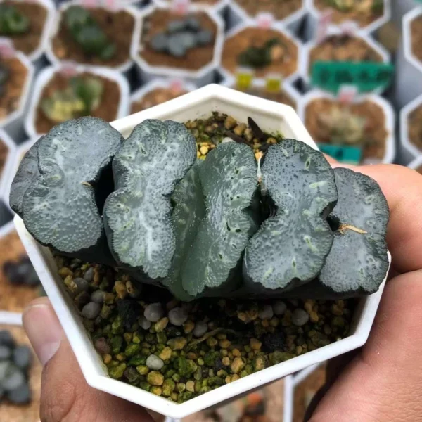 Succulent Plant Haworthia truncata potted Garden beautiful Plants 8-9cm