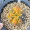 RareSucculent Plant Gymnocalycium quehlianum variegated WYSIWYG#1 seedgrowth