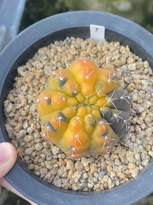 RareSucculent Plant Gymnocalycium quehlianum variegated WYSIWYG#1 seedgrowth