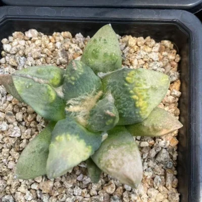 RareSucculent cactus Plant Ariocarpus 'Cauliflower' seedgrowth WYSIWYG 2