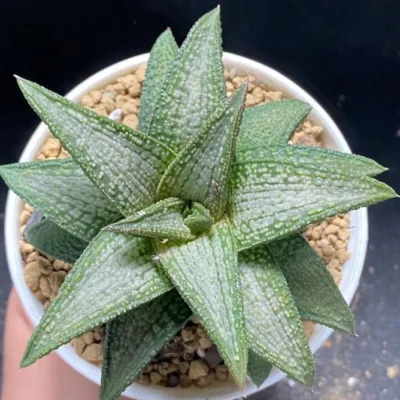 Haworthia Hybrid Kintaikyo Succulent Plant Home Garden Beautiful Plant7-9