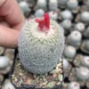 Epithelantha micromeris cacti Rarecactus ownroot 3-4CM Garden Décor Boutique