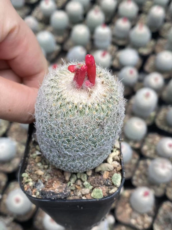 Epithelantha micromeris cacti Rarecactus ownroot 3-4CM Garden Décor Boutique