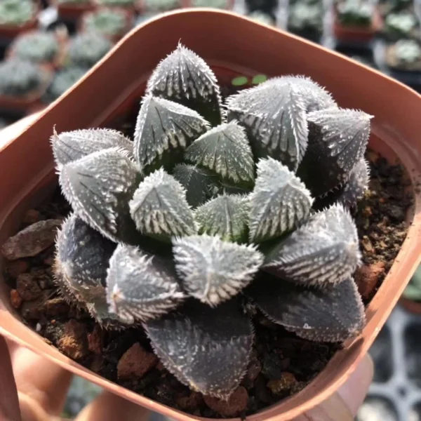 3PCS Succulent plants Haworthia keganii×Haworthia cooperi var. venusta 5-6cm