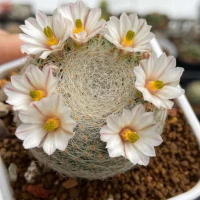 RareSucculent Plant Mammillaria lenta seedinggrowth Garden Décor Boutique 4CM