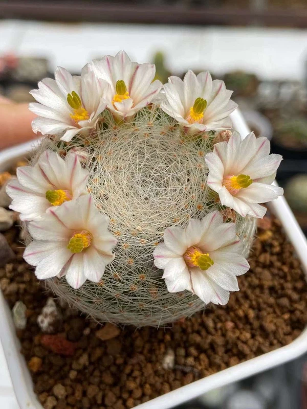 RareSucculent Plant Mammillaria lenta seedinggrowth Garden Décor Boutique 4CM