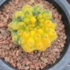 Gymnocalycium Var RareCactus Succulent Plant seedinggrowth WYSIWYG