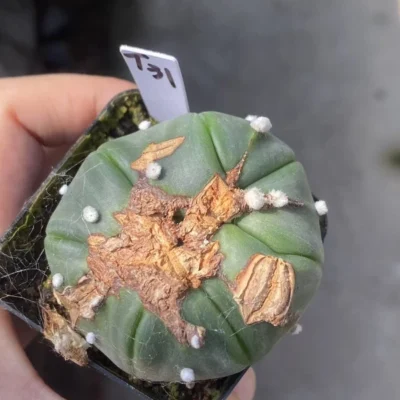 Succulent Plant Astrophytum asterias Garden Decor Boutique WYSIWYG T31