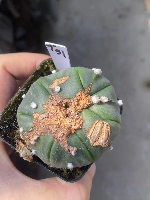 Succulent Plant Astrophytum asterias Garden Decor Boutique WYSIWYG T31