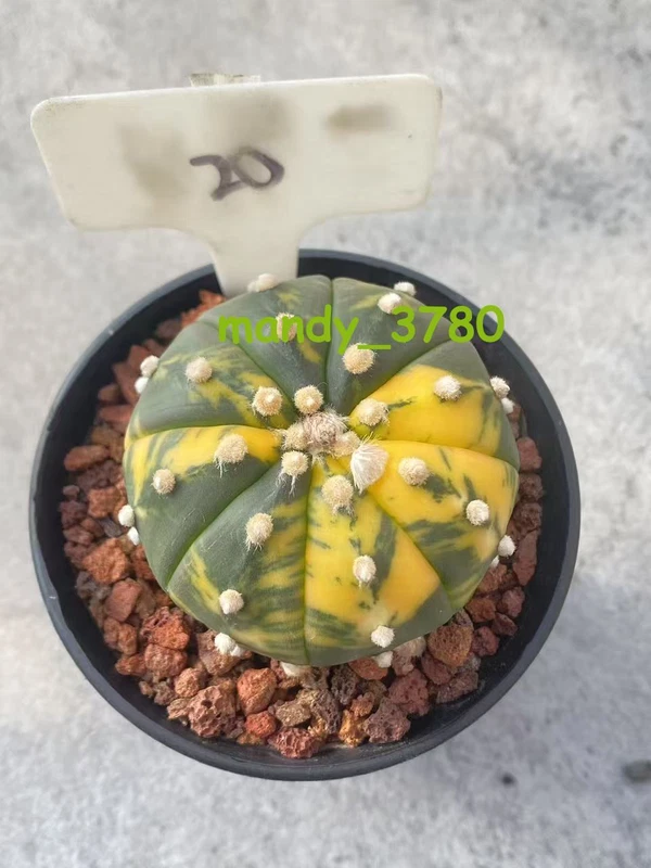 RareSucculent plant Astrophytum asterias Variegated seedgrowth WYSIWYG 20#