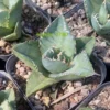 cactus Succulent Plant Agave Titanota Home Garden Plants 5-7cm