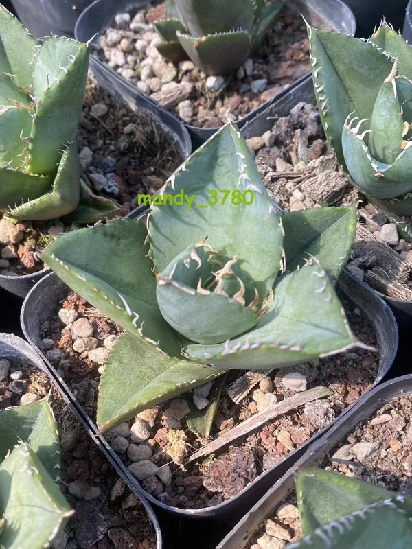 cactus Succulent Plant Agave Titanota Home Garden Plants 5-7cm