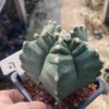 Astrophytum myriostygma 'Kikko' SeedGrowth succulents cactus plants WYSIWYG 27#