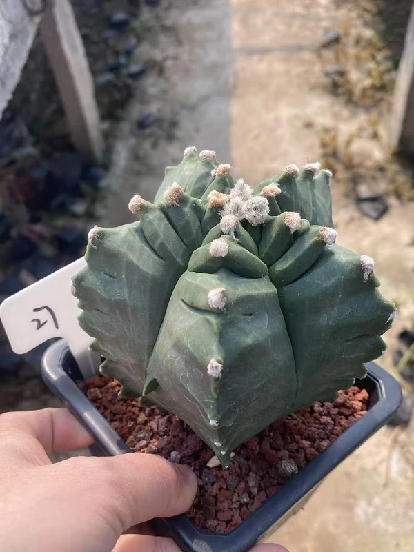 Astrophytum myriostygma 'Kikko' SeedGrowth succulents cactus plants WYSIWYG 27#