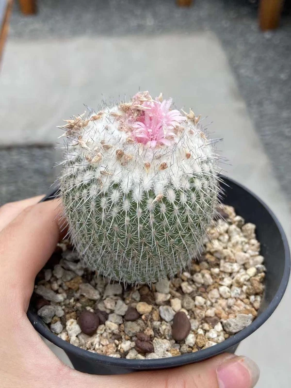 Epithelantha unguispina cactus Succulent plants Home Garden Bonsai Plants 4cm