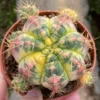 6-7cm cactus Succulent plants Home Garden Bonsai Garden Décor Boutique