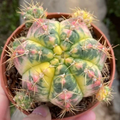 6-7cm cactus Succulent plants Home Garden Bonsai Garden Décor Boutique