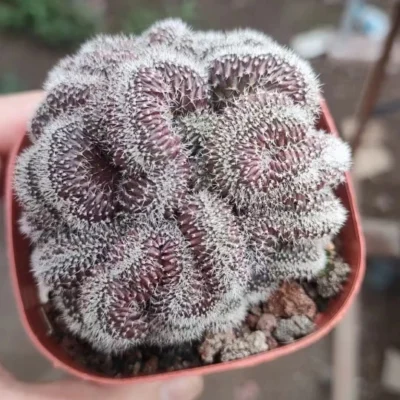 RareSucculent Plant Dense thorn Lobivia Cristata Garden Décor 4-7CM