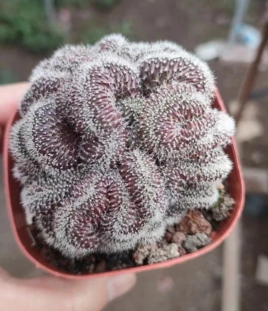 RareSucculent Plant Dense thorn Lobivia Cristata Garden Décor 4-7CM