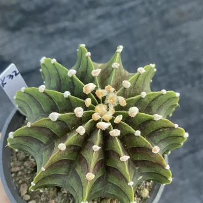 RareSucculent Plant Gymnocalycium stenopleurum var. Gardenplants WYSIWYG 8.2CM