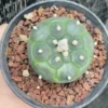 Astrophytum asterias Primitive succulent plants, beautiful plants WYSIWYG 5CM
