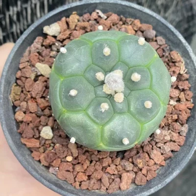 Astrophytum asterias Primitive succulent plants, beautiful plants WYSIWYG 5CM