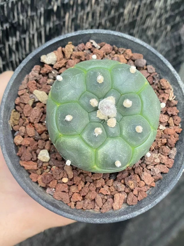 Astrophytum asterias Primitive succulent plants, beautiful plants WYSIWYG 5CM