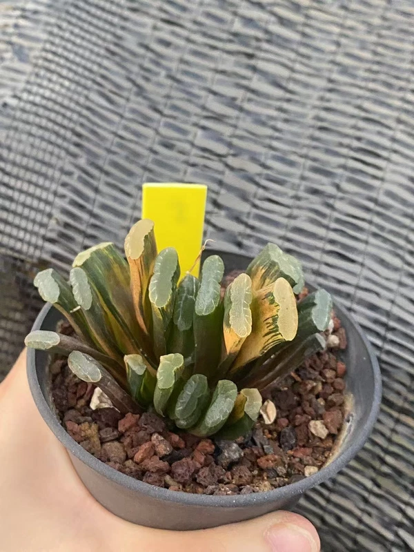 Multi Heads Haworthia truncata Variegated WYSIWYG (Bare root may scatter)