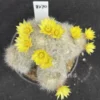 Multi Heads RareSucculent Plant Mammillaria baumii seeding growth 8-10CM