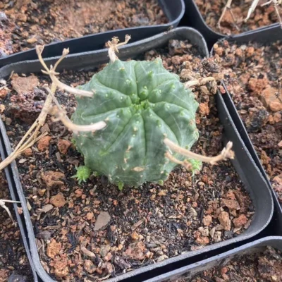 5PCS Euphorbia Meloformis Succulent Plant selfroot Garden Décor Boutique 2-3CM