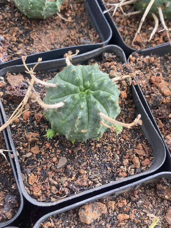 5PCS Euphorbia Meloformis Succulent Plant selfroot Garden Décor Boutique 2-3CM