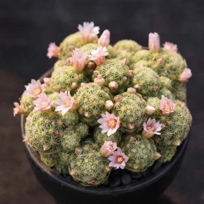 6-8cm Multi headed mammillaria schiedeana cactus succulent plant family garden