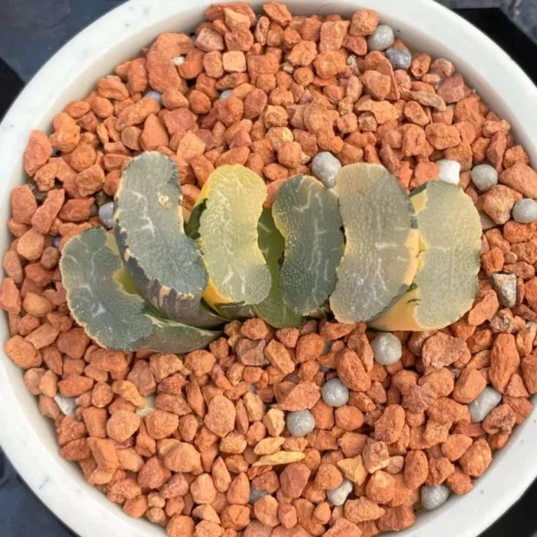 RareSucculent plants Haworthia truncata variegata Home Garden Plants 4CM random