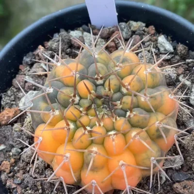 Succulent Cacti Cactacea Gymnocalycium stellatum variegated WYSIWYG#7 seedgrowth