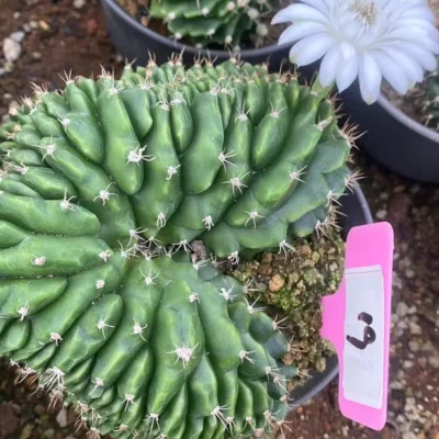 Gymnocalycium anisitsii Cristata cactus Succulent Home Bonsai WYSIWYG#19